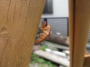 蝉の脱皮あと。。。