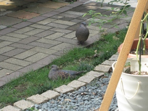 訪問者。。。