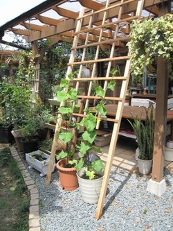 野菜ツル棚を作ってみました。。。