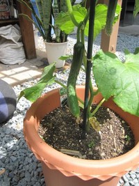 野菜ツル棚を作ってみました。。。