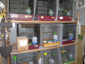 サザナミインコの見学に。。。
