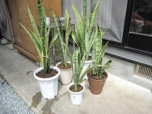 株分け・植替え。。。