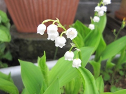 かわいい花が。。。