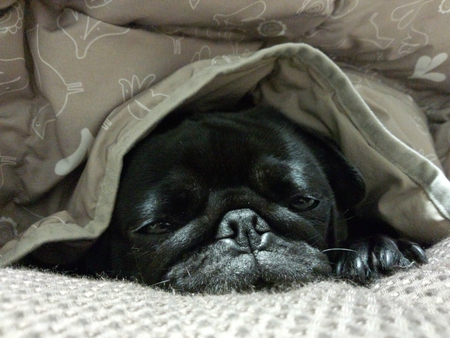 こたつで冬眠