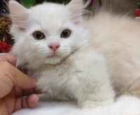 子猫マンチカン入荷ｖｖ（＾＠＾）