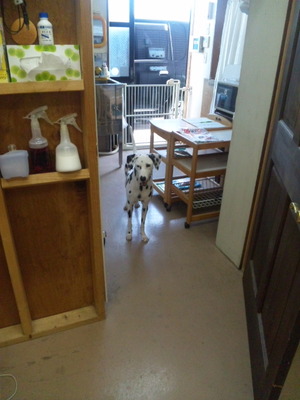看板犬のバニラ（泣泣・・・。