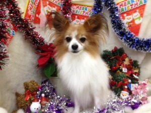１２月１３日のトリミングｖｖ（＾＠＾（