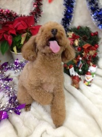 １２月１８日のお客様ｖｖ（＾＠＾）