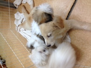 フライングボディーアタック；；（＾＠＾）