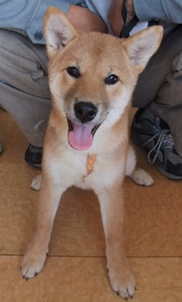 トムくんが遊びに来てくれました