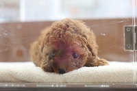 ワンちゃん紹介　トイプードル