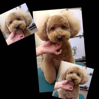 16日のトリミングｖｖ（＾＠＾）