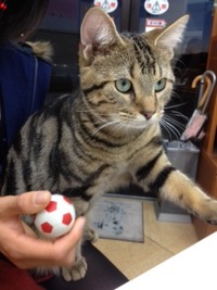２０１２．１．２アメショー家族決まりましたｖｖ（＾＠＾）