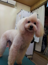 29日のトリミングｖｖ（＾＠＾）