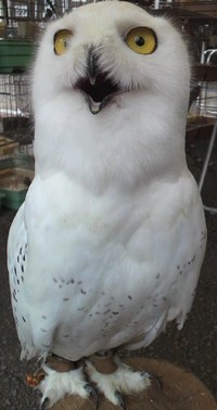 ハリーポッター♪♪