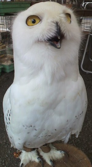 ハリーポッター♪♪