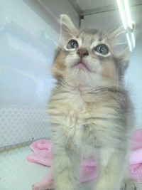元気な子猫たち♪