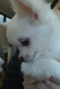 チワワ新しい家族決まりました☆