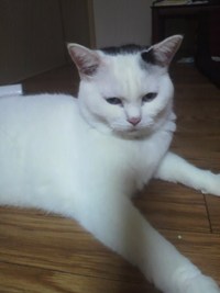 ２匹の猫達♪