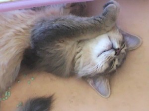 寝る寝る子は育つ♪