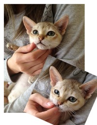 シンガプーラー家族決まりましたｖｖ（＾＠＾）