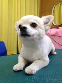 ２８日のトリミングｖｖ（＾＠＾）