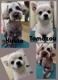 ３月９日のトリミングｖｖ＜＾０＾＞