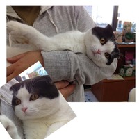 スコテッシュ新しい家族きまりましたｖｖ（＾＠＾）