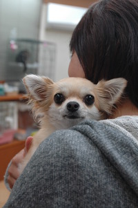 チワワのコチちゃん♪