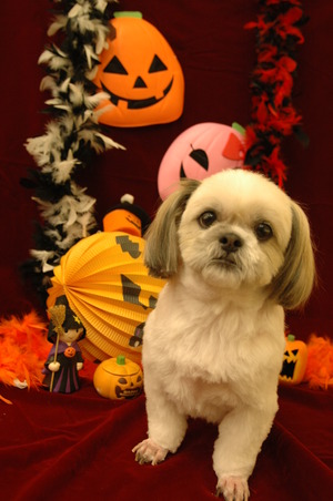 ハロウィン♪♪♪