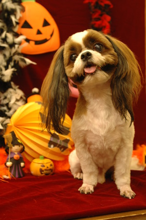 ハロウィン♪♪♪