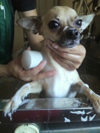 コロちゃん特集〜(^ ω^)