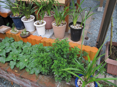 植替え