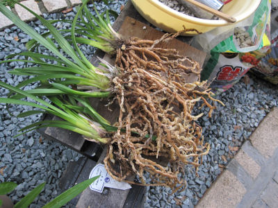 植替え