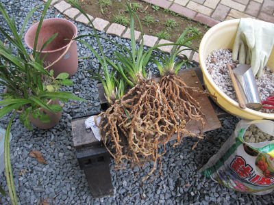 植替え