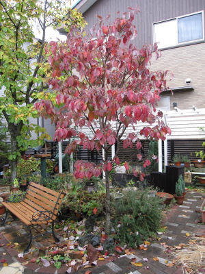 紅葉。。。