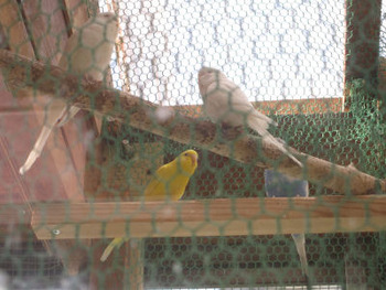 インコの飼育