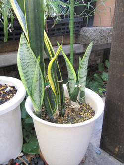 新芽が。。。