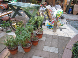 植替え。。。