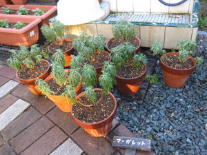 植替え。。。