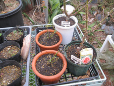 バラの植替え。。。