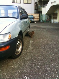 ベロだし猫。
