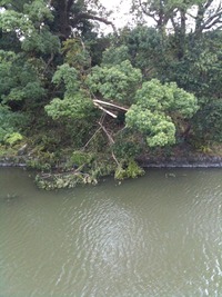 台風の傷跡。