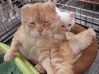 暑いっ!!ねこちゃんのばあい・・・Part１