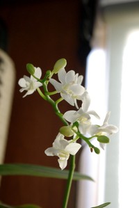 蘭が咲きました