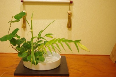 笹百合は葉を太陽に向けて