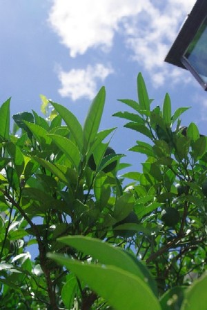 梅雨明けの青空