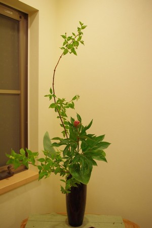 梅花うつぎと芍薬と