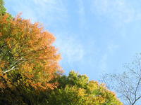 静岡県で一番！春埜杉！