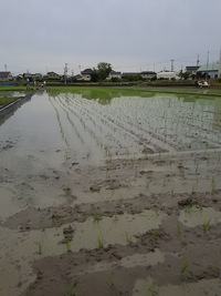 田植え 2015/06/11 14:27:25